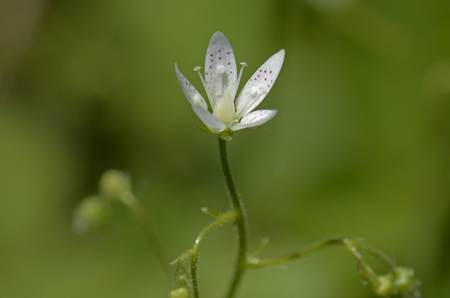 Saxifraga rotundifolia / Saxifraga a foglie rotonde